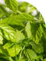 Gynostemma Pentaphyllum Extract